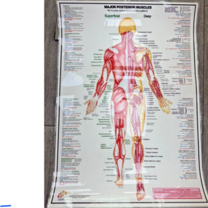 MAJOR POSTERIOR MUSCLES chart 34 x 23 Inches